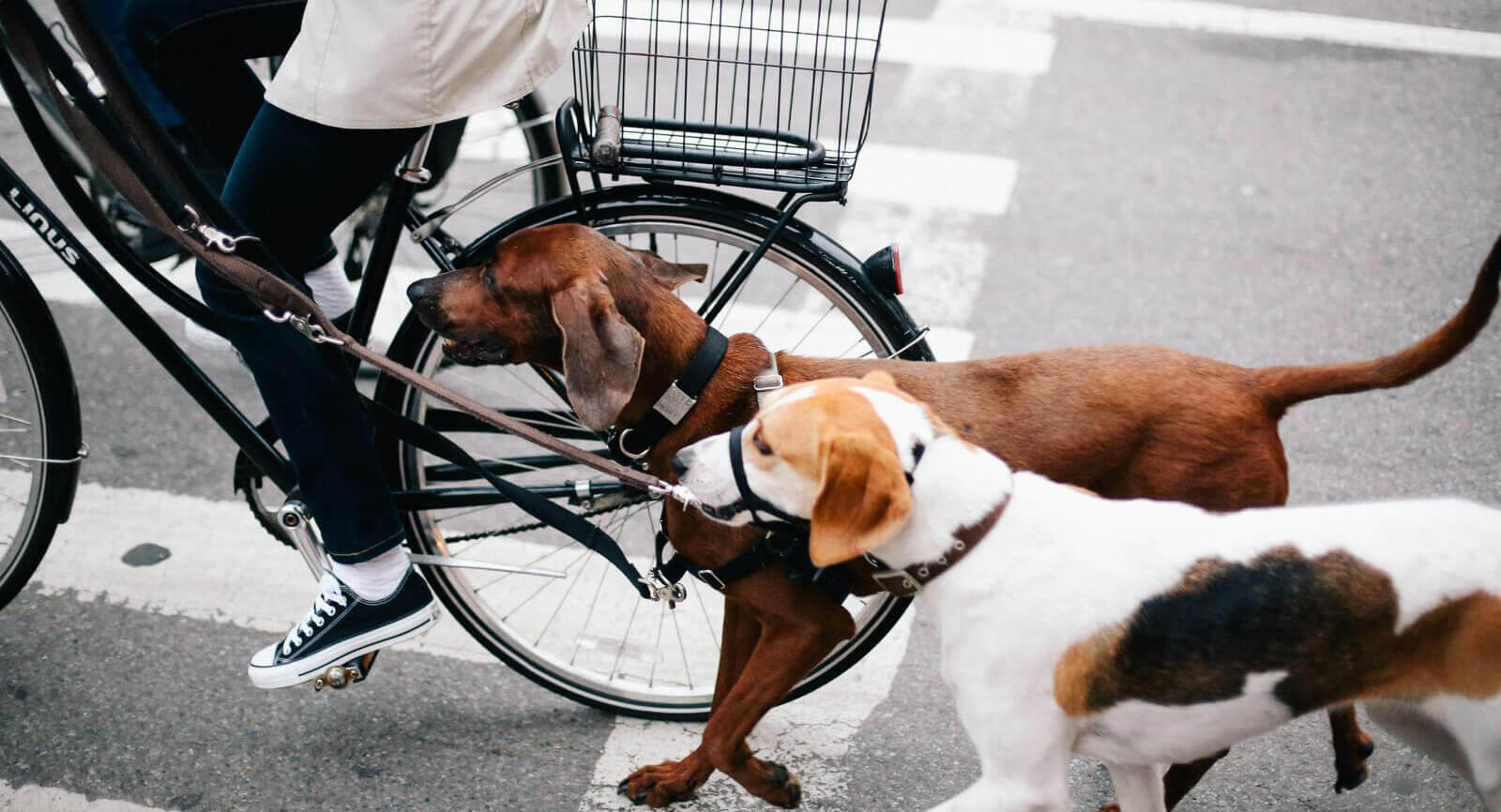 Person walking two dogs on a leash, with a bicycle in the background, in an urban park or city street setting.