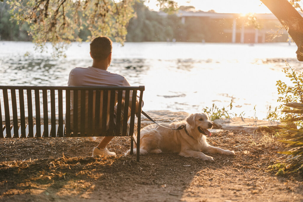 Golden retriever dog resting beside a bench in a park-like setting, with lush greenery and the serene environment of the area.